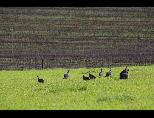 235HA FARM FOR SALE IN MALMESBURY RURAL